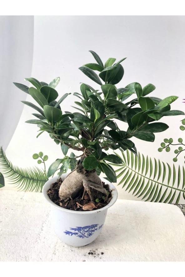 Ficus Ginseng Bonsai Ağacı 750 Gr ürün görseli 1