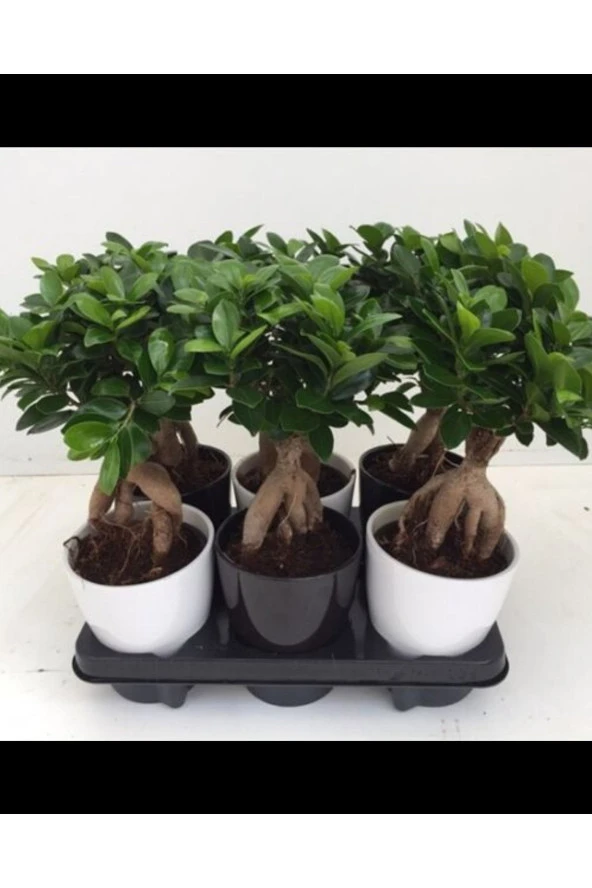 Hediyelik Bonsai Ficus Microcarpa ürün görseli 1