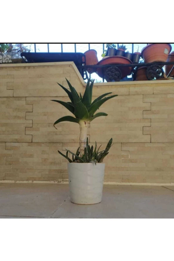 Seramik Saksıda Bonsai Sarısabır 1881 ürün görseli 1