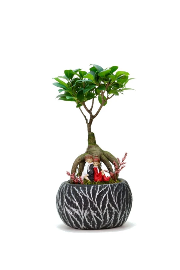 Lamina Siyah Ficus Bonsai Ve Sırt Sırta Sevgililer ürün görseli 1