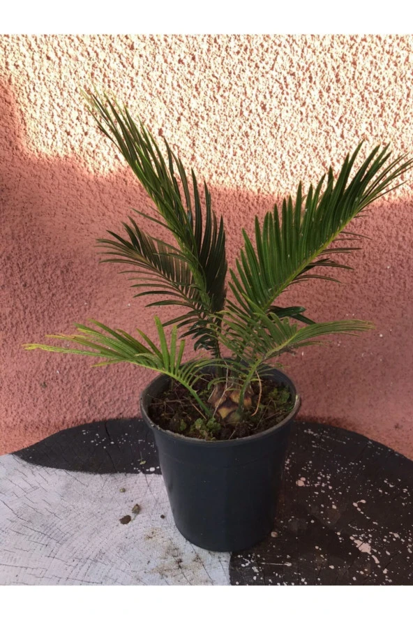 Cycas Revoluta (salon Palmiyesi) 30 Cm ürün görseli 1