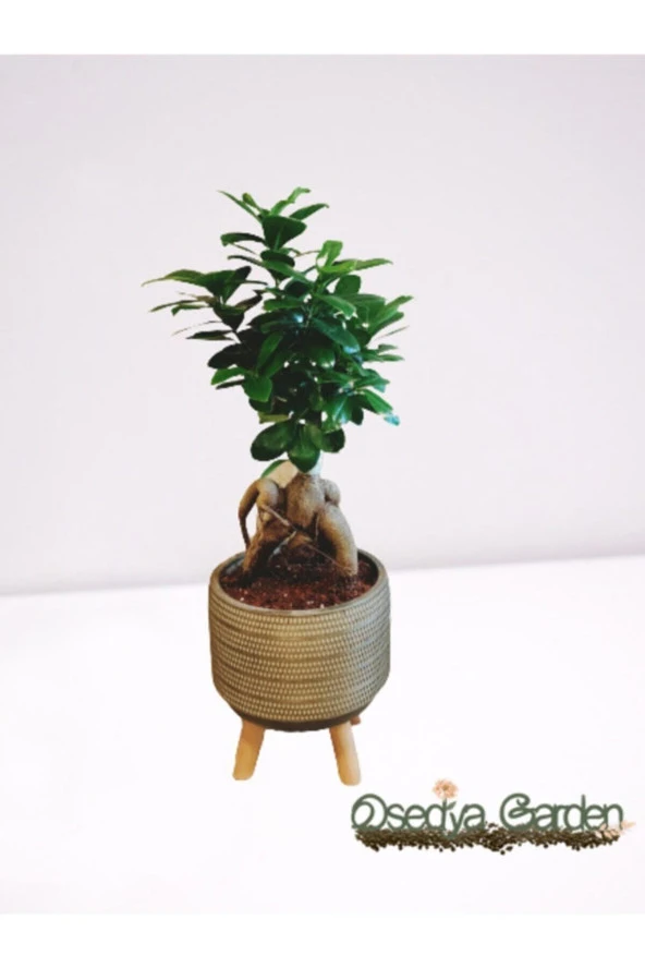 Dekoratif Saksıda Bonsai Ficus Ginseng ürün görseli 1