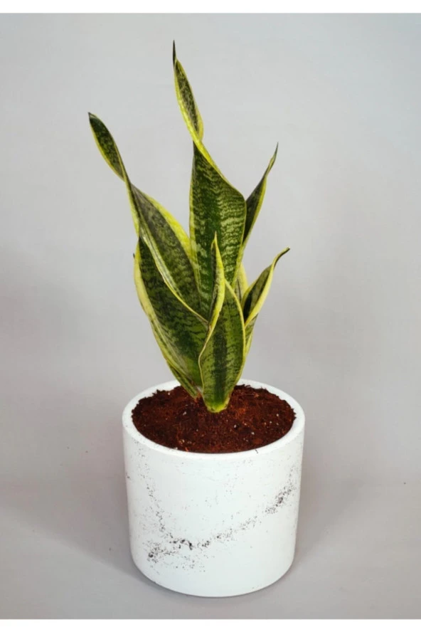Sansevieria - Paşa Kılıcı ürün görseli 1