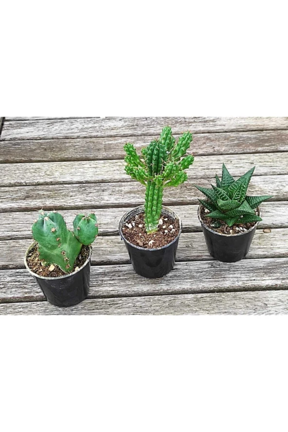 3 Lü Kaktüs Set ürün görseli 1