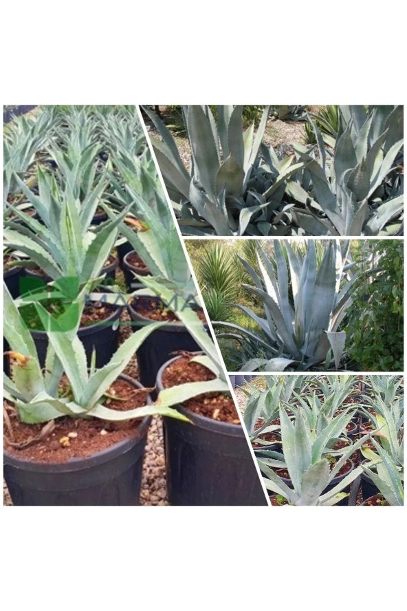 Agave Salmiana Saksılı Doğa Flora ürün görseli 1