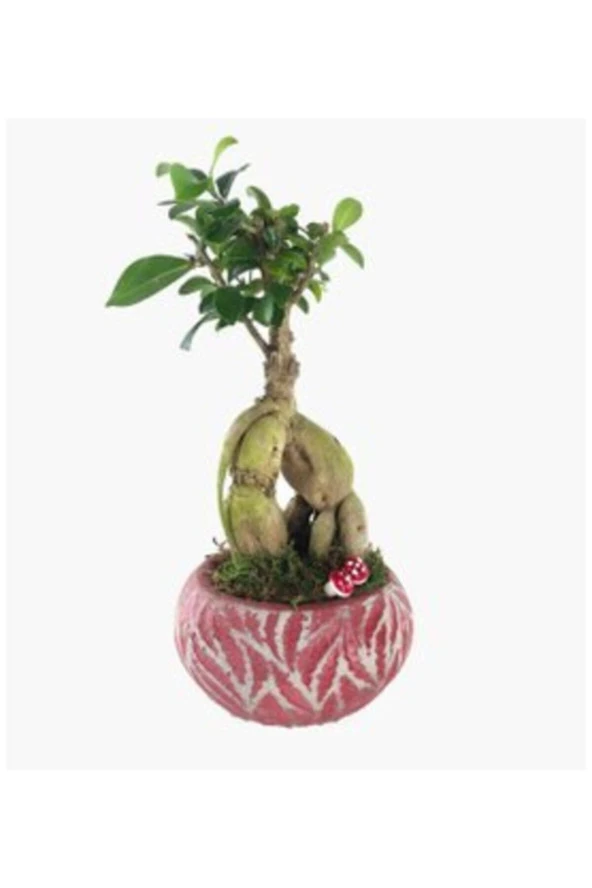 Ficus Ginseng Bonsai & Kırmızı Vane Beton Saksıda Hediyelik Canlı Çiçek ürün görseli 1
