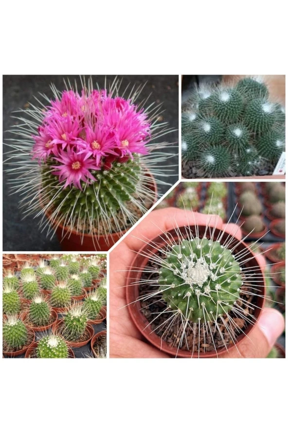 Mammillaria Spinosissima Kaktüs 5.5 Saksıda ürün görseli 1