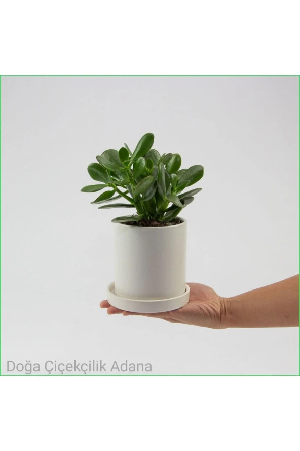Seramik Saksıda Para Ağacı Bereket Ağacı Crassula Ovata ürün görseli 1