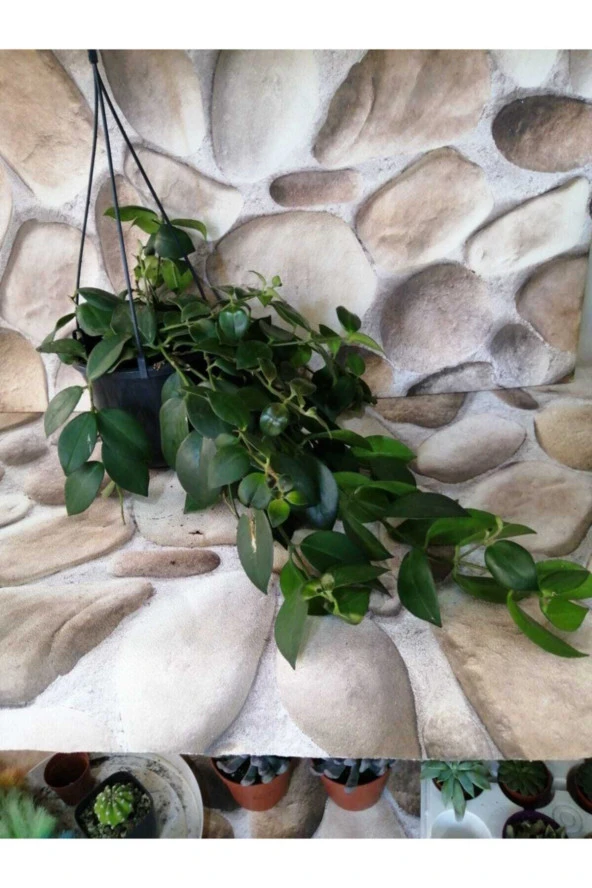 Aeschynanthus Radicans ürün görseli 1