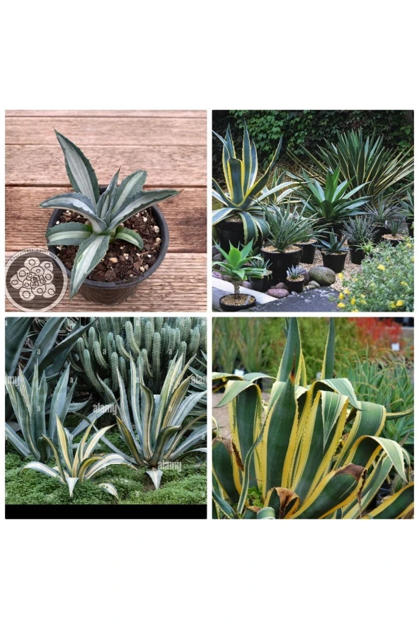 Agave Americana Fidesi ürün görseli 1