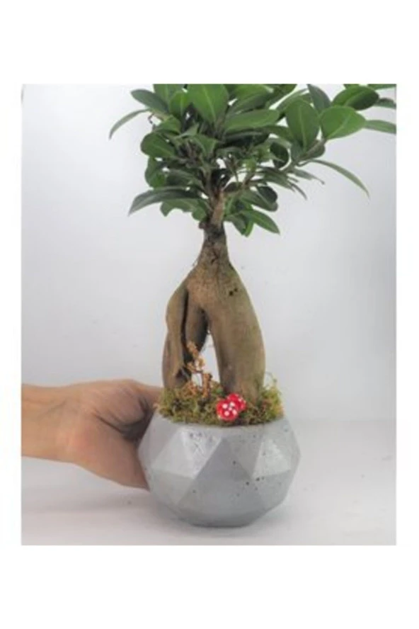 Ficus Ginseng Bonsai & Gri Geometrik Beton Saksıda Lik Canlı Çiçek ürün görseli 1