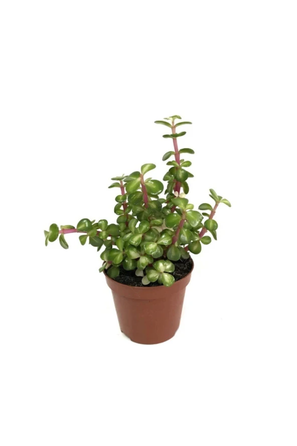 Portulacaria Afra Variegata Yeşim Ağacı Para Ağacı ürün görseli 1