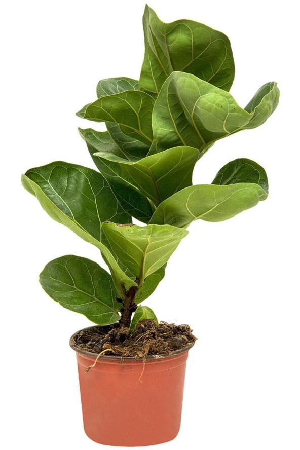 Marka: Ficus Bambino Kategori: Bahçe El Aleti Setleri ürün görseli 1
