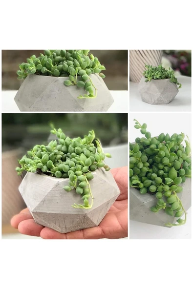 Geometrik Saksıda Tesbih Çiçeği Senecio ürün görseli 1