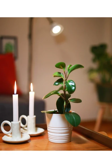 Peperomia ürün görseli 1