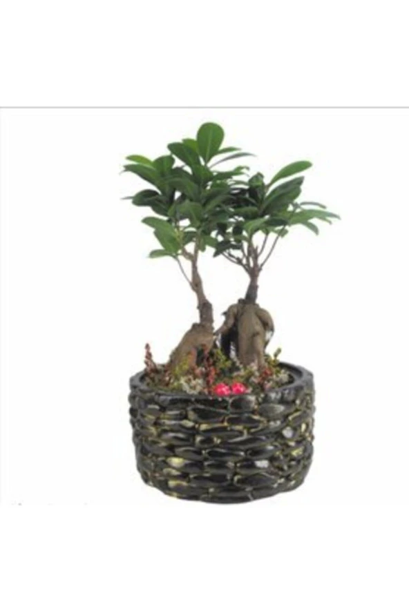 Ficus Ginseng Bonsai & Siyah Honey Beton Saksıda Hediyelik Canlı Çiçek ürün görseli 1