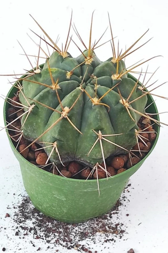 Melocactus-10.5 Cm Saksı-ref19a ürün görseli 1