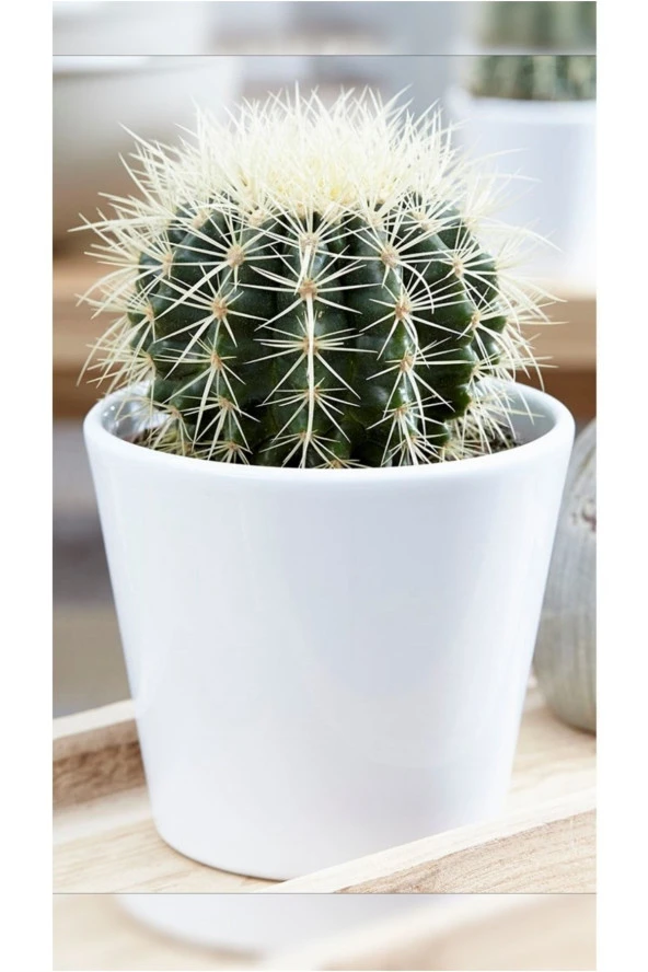 Altın Fıçı Kaktüs Echinocactus Grusonii ürün görseli 1