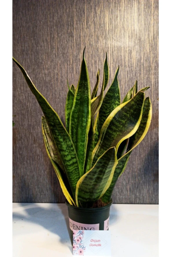 Paşa Kılıcı Sansevaris Peygamber Kılıcı 30 cm ürün görseli 1