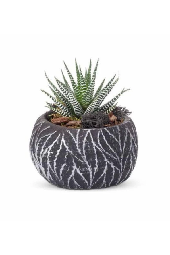 Taş Saksıda Haworthia ürün görseli 1