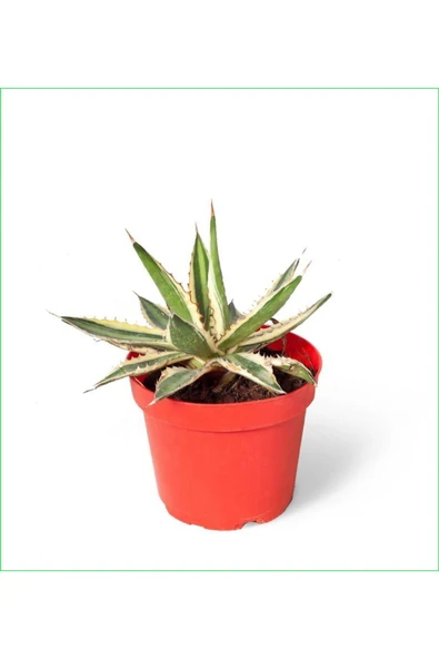2 Adet Alacalı Agave 8.5 Saksılı Nmsn ürün görseli 1