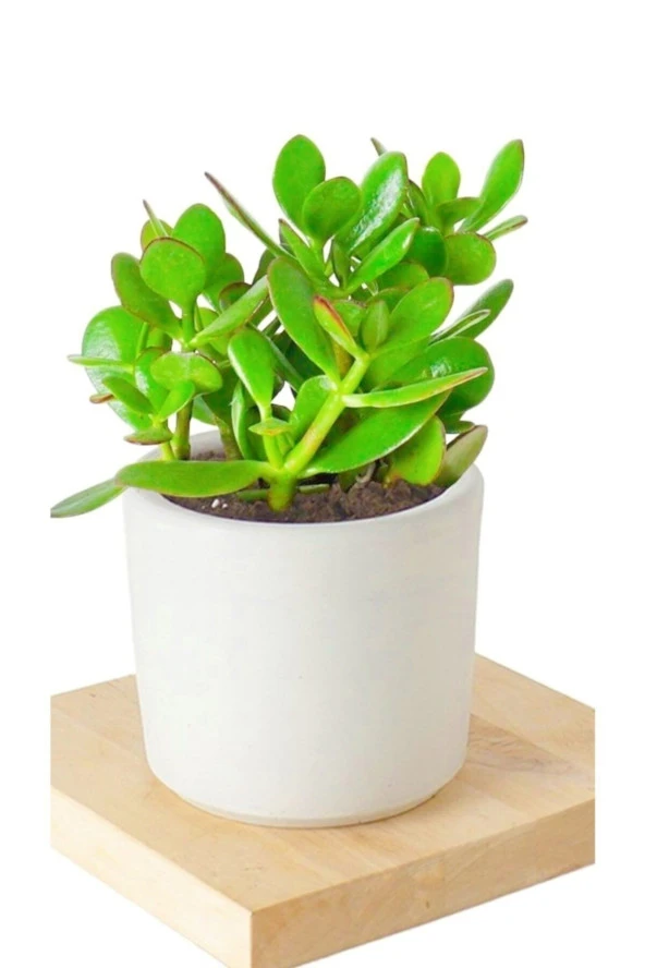 2 Adet Seramik Saksıda Crassula Ovata Para Çiçeği ürün görseli 1