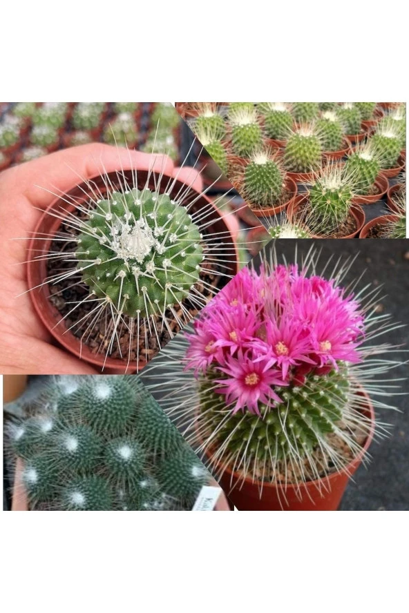 Mammillaria Spinosissima Kaktüs 5.5 Saksıda ürün görseli 1