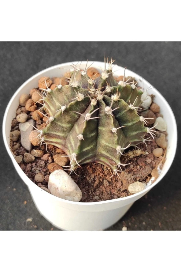 Gymnocalycium Mihanovichii ürün görseli 1