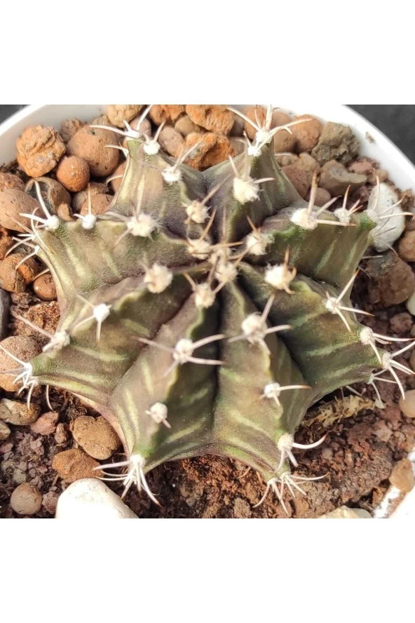 Gymnocalycium Mihanovichii - Resim 2
