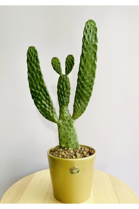 Opuntia Consolea+ Gold Terracotta Saksı ürün görseli 1