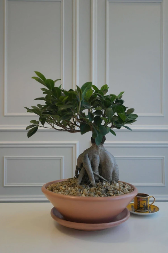 Bonsai Ağacı Terracotta Saksılı ürün görseli 1