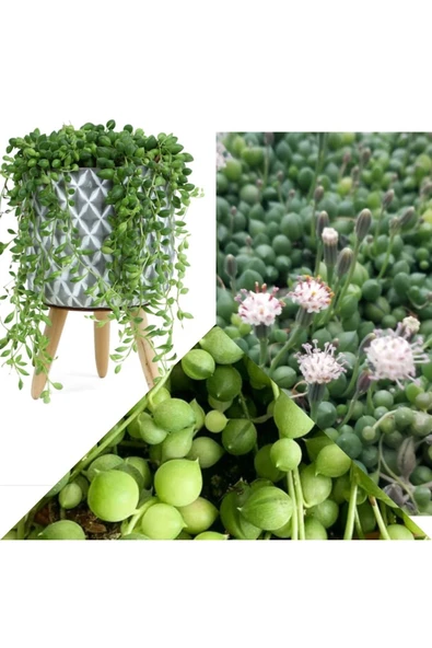 Dekoratif Saksıda Senecio Tespih Çiçeği + Hediye Sukulent ürün görseli 1
