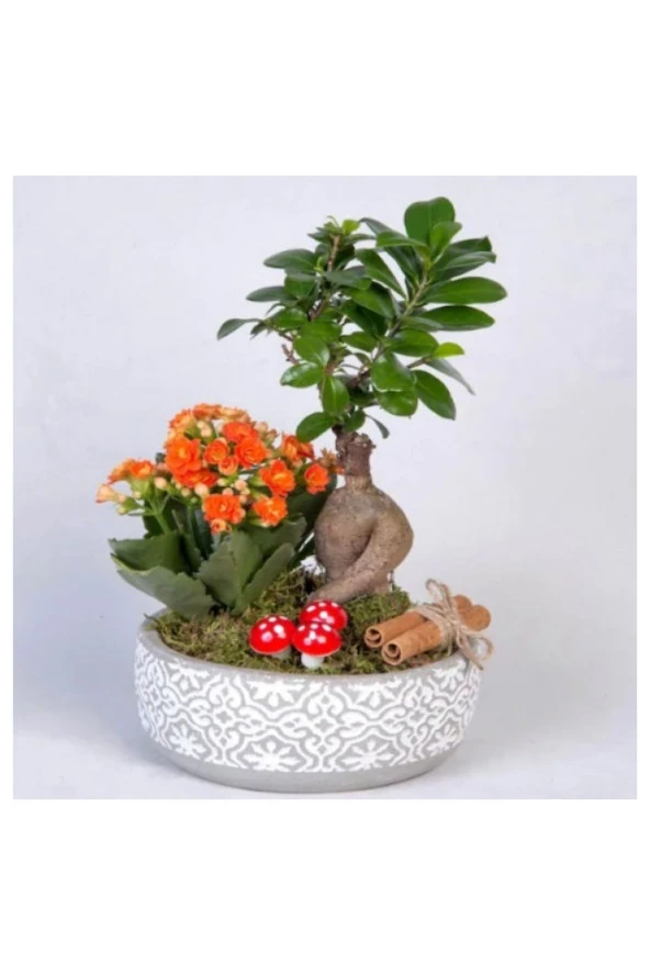 Dekoratif taş saksıda Bonsai ve Kalanşo aranjmanı ürün görseli 1