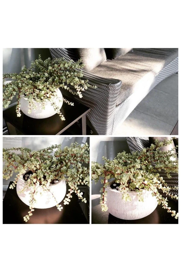 Afra Para Ağacı Dekoratif Saksıda Bonsai ürün görseli 1