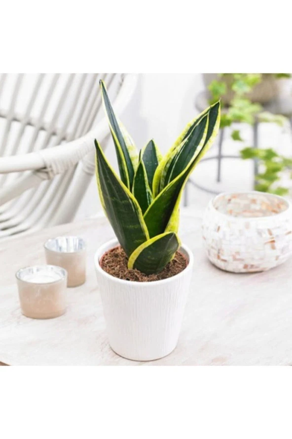 Seramik Saksılı Paşa Kılıcı Sansevieria ürün görseli 1