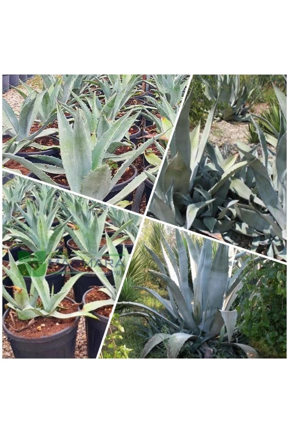 Agave Salmiana Saksılı Doğa Flora ürün görseli 1