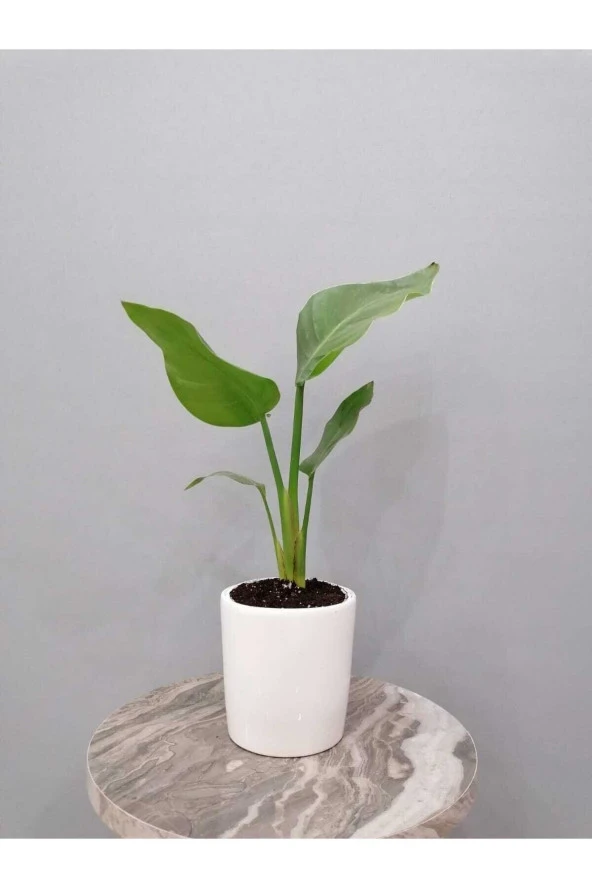 Starliçe Bitkisi (40 Cm) Dekoratif Saksılı ürün görseli 1