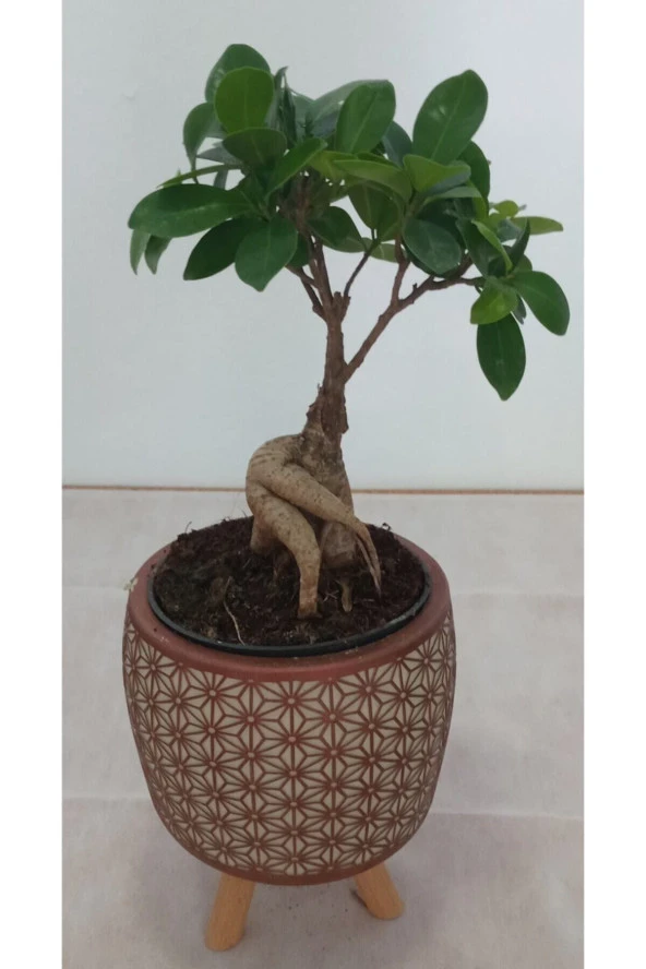 Ayaklı Dekoratif Taş Saksıda Bonsai - Resim 3