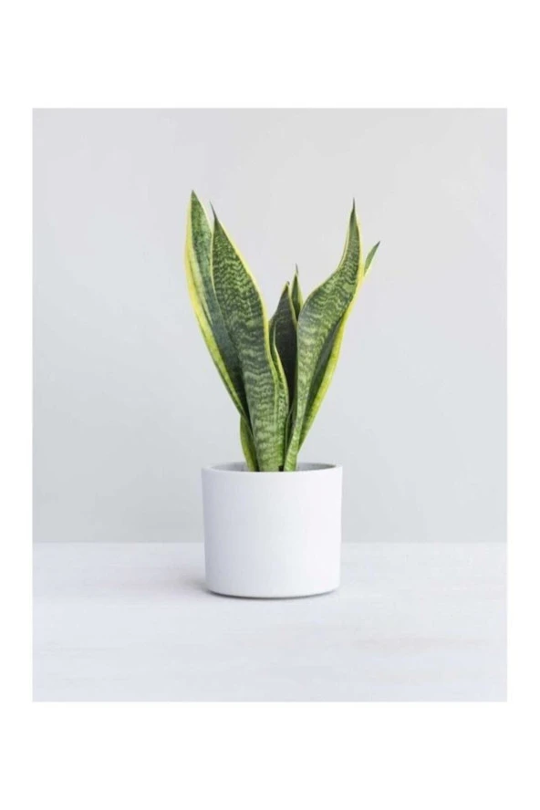Seramik Saksılı Paşa Kılıcı Sansevieria ürün görseli 1