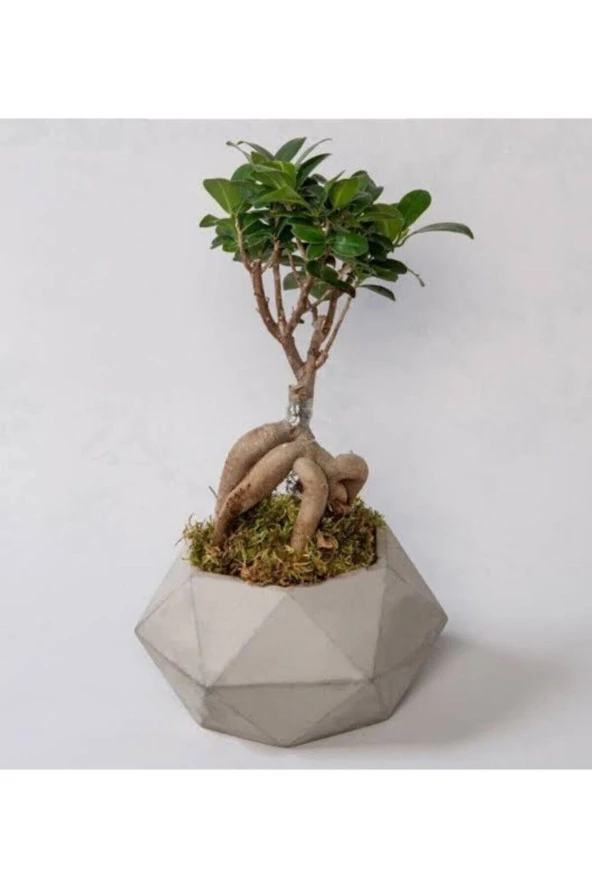 Geometrik Beton Saksıda Bonsai ürün görseli 1