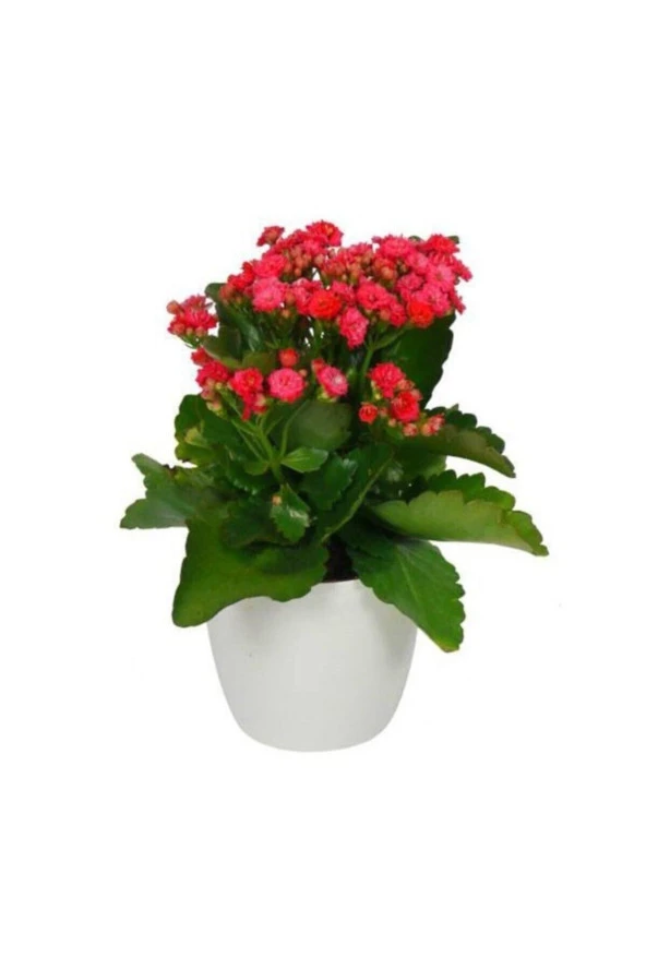 Kalanchoe Kırmızı Renkli Kalanşo Seramik Saksıda ürün görseli 1