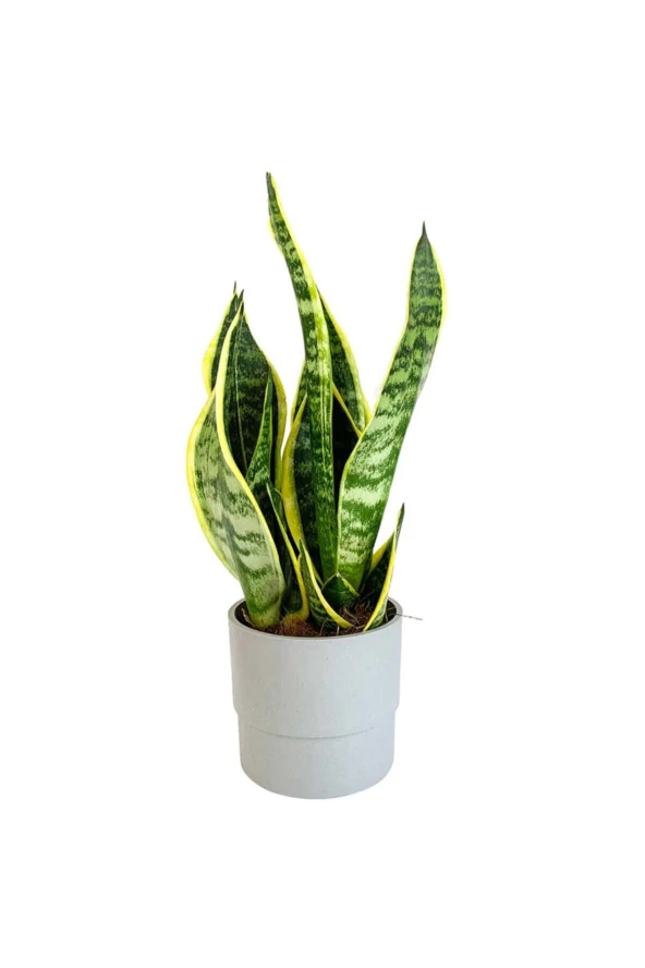 Bodur Paşa Kılıcı - Sansevieria ürün görseli 1