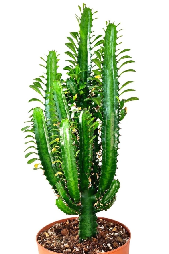 PTTAVM: Yeil St Aac Kakts - Euphorbia Trigona