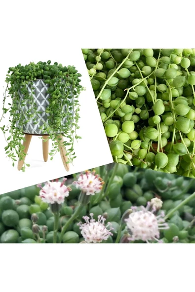 Dekoratif Saksıda Senecio Tespih Çiçeği + Hediye Sukulent ürün görseli 1