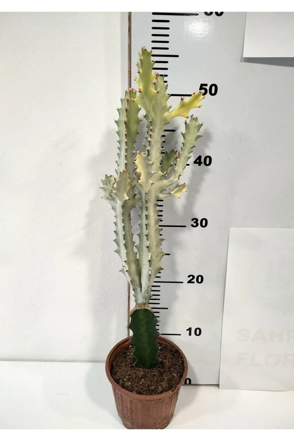 Euphorbia Lactea White Ghost Özel Tür Aşılı Kaktüs - Uzunluk 56 Cm ürün görseli 1