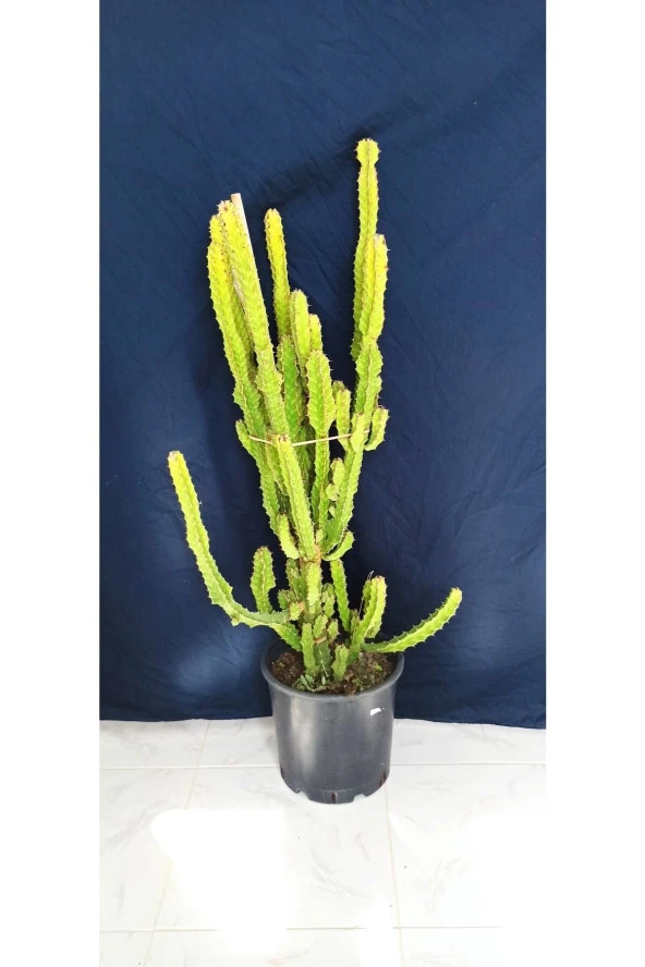 Euphorbia Lactea , Bitki Boyu 100 Cm ürün görseli 1
