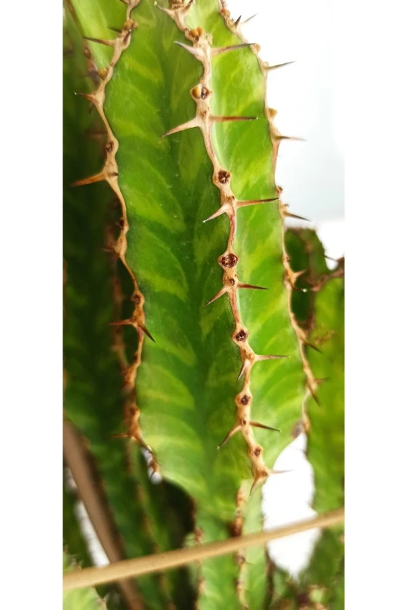 Euphorbia Lactea , Bitki Boyu 100 Cm - Resim 2