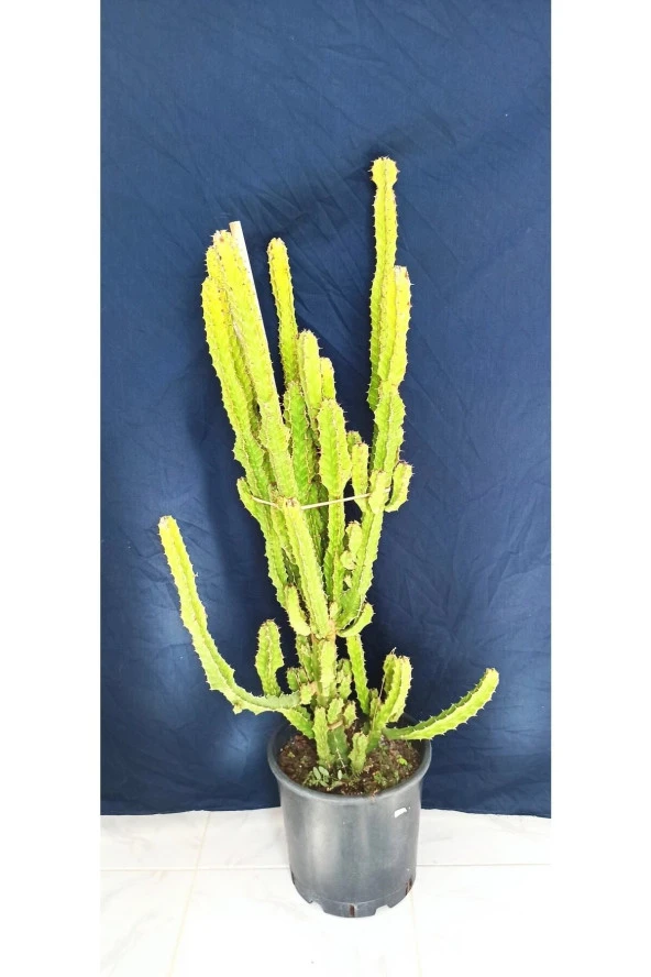 Euphorbia Lactea , Bitki Boyu 100 Cm - Resim 3