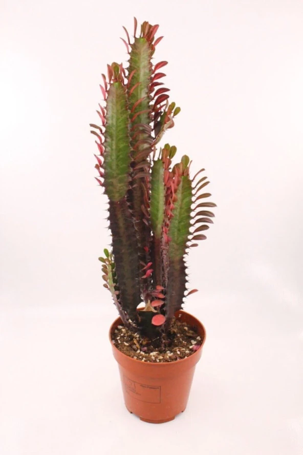 Euphorbia Trigona Red ürün görseli 1