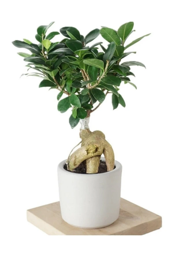 Ficus Ginseng (bonsai Ağacı) ürün görseli 1